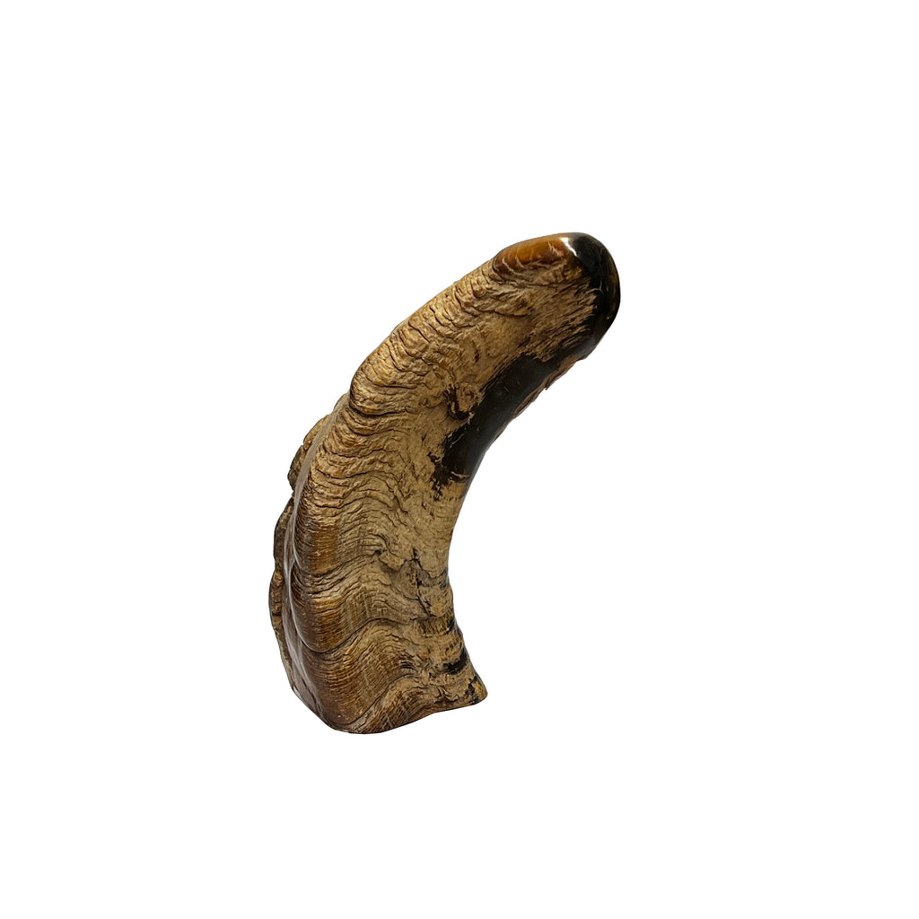Decorative Ox Horn Look Raw Rough Surface Display Art ws3046S