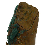 Chinese ShouShan Stone Green Cicada Display Figure