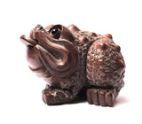 boxwood money frog